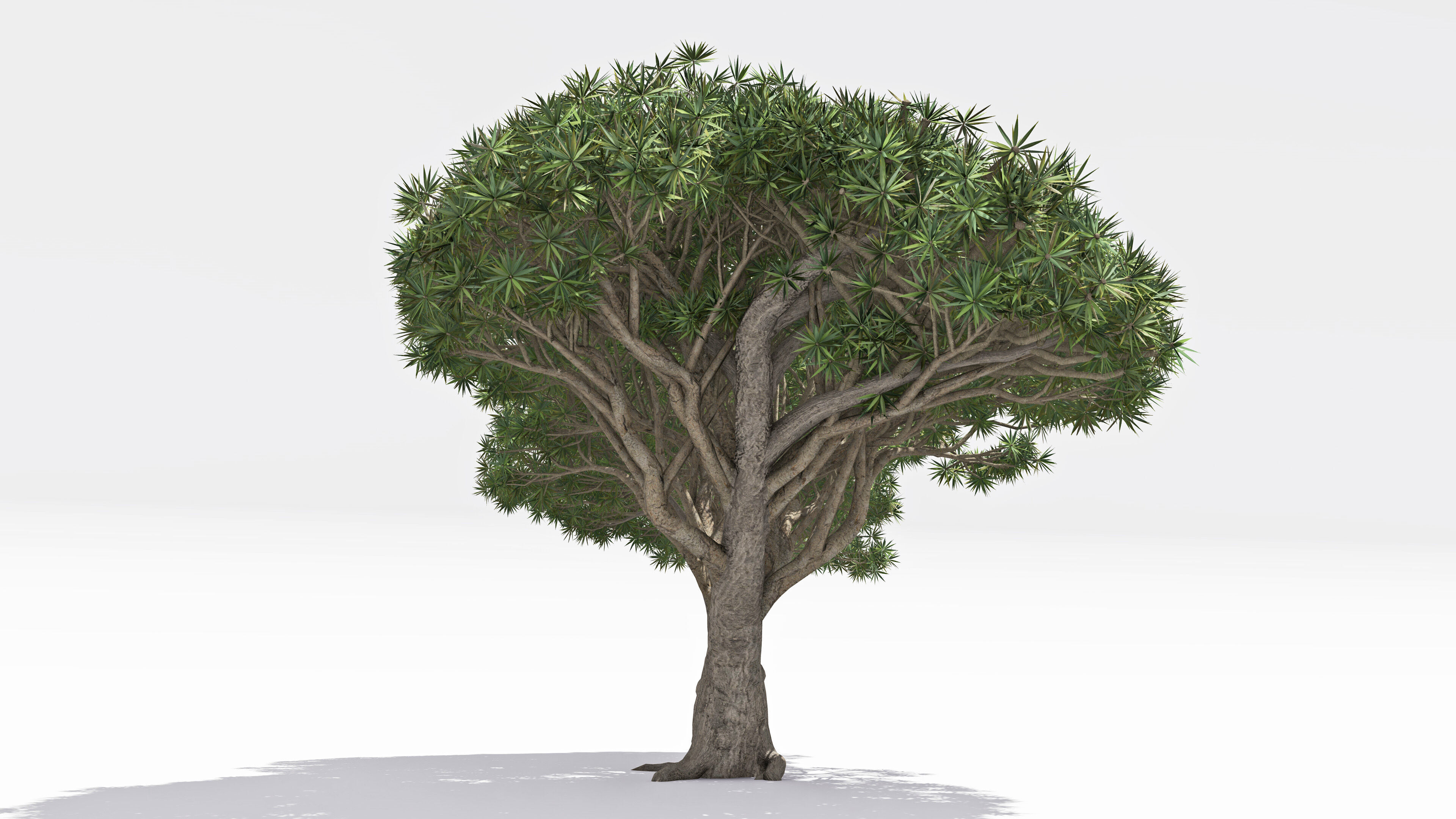 Dracaena Hero- 06 Low-poly 3D model_2