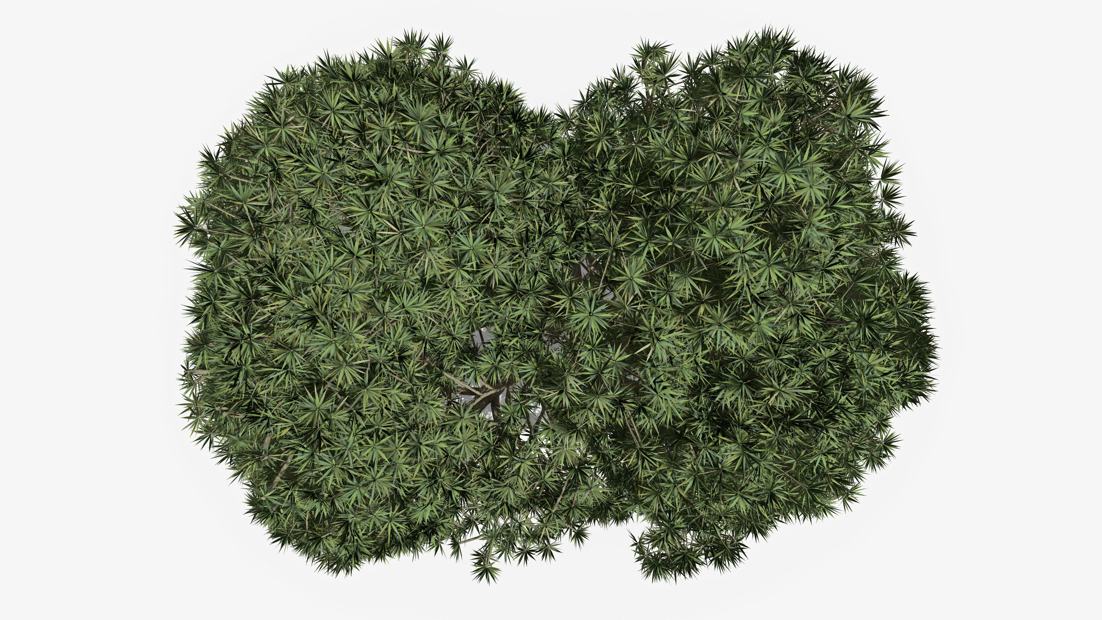 Dracaena Hero- 06 Low-poly 3D model_5