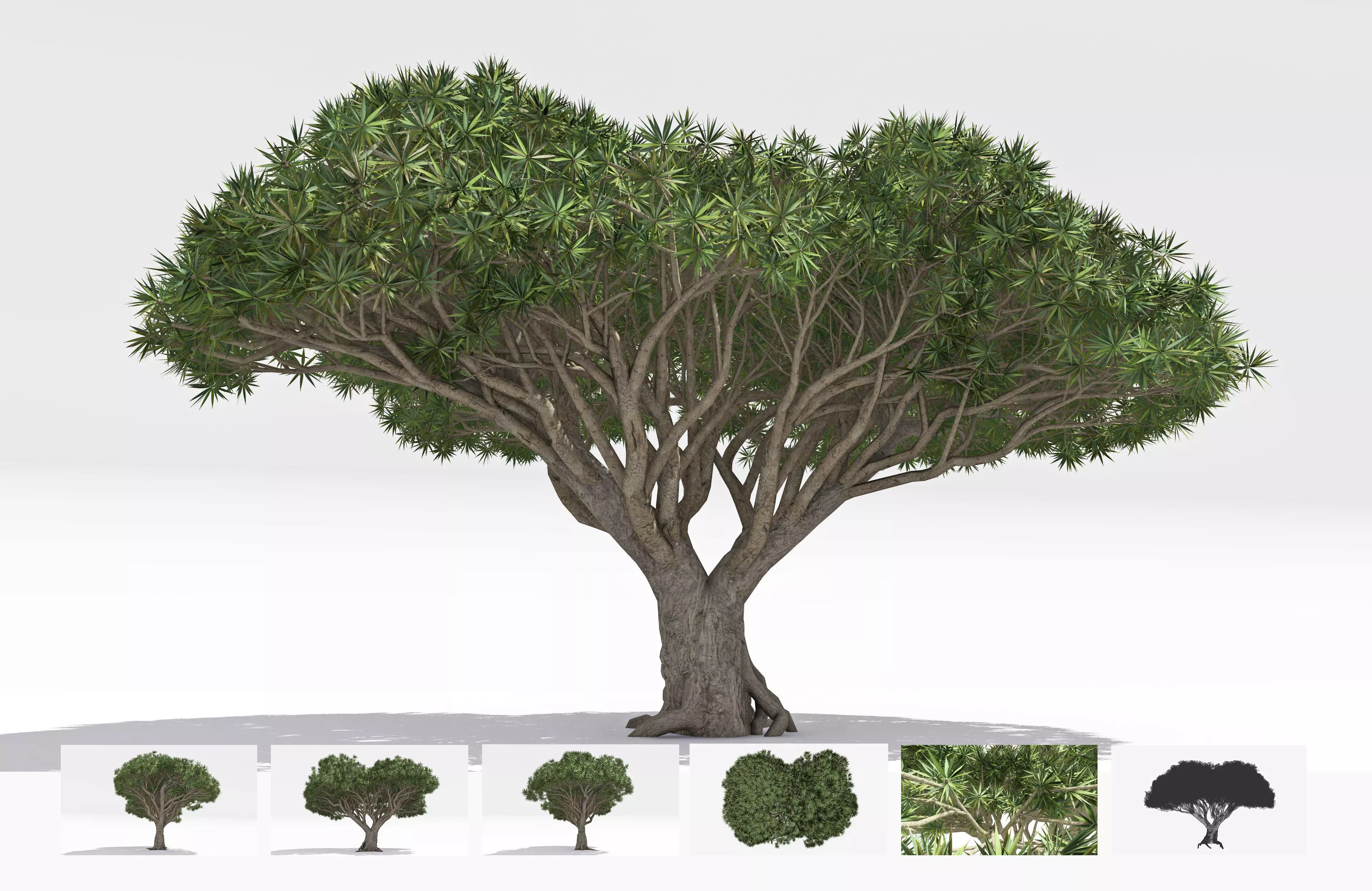 Dracaena Hero- 06 Low-poly 3D model_0