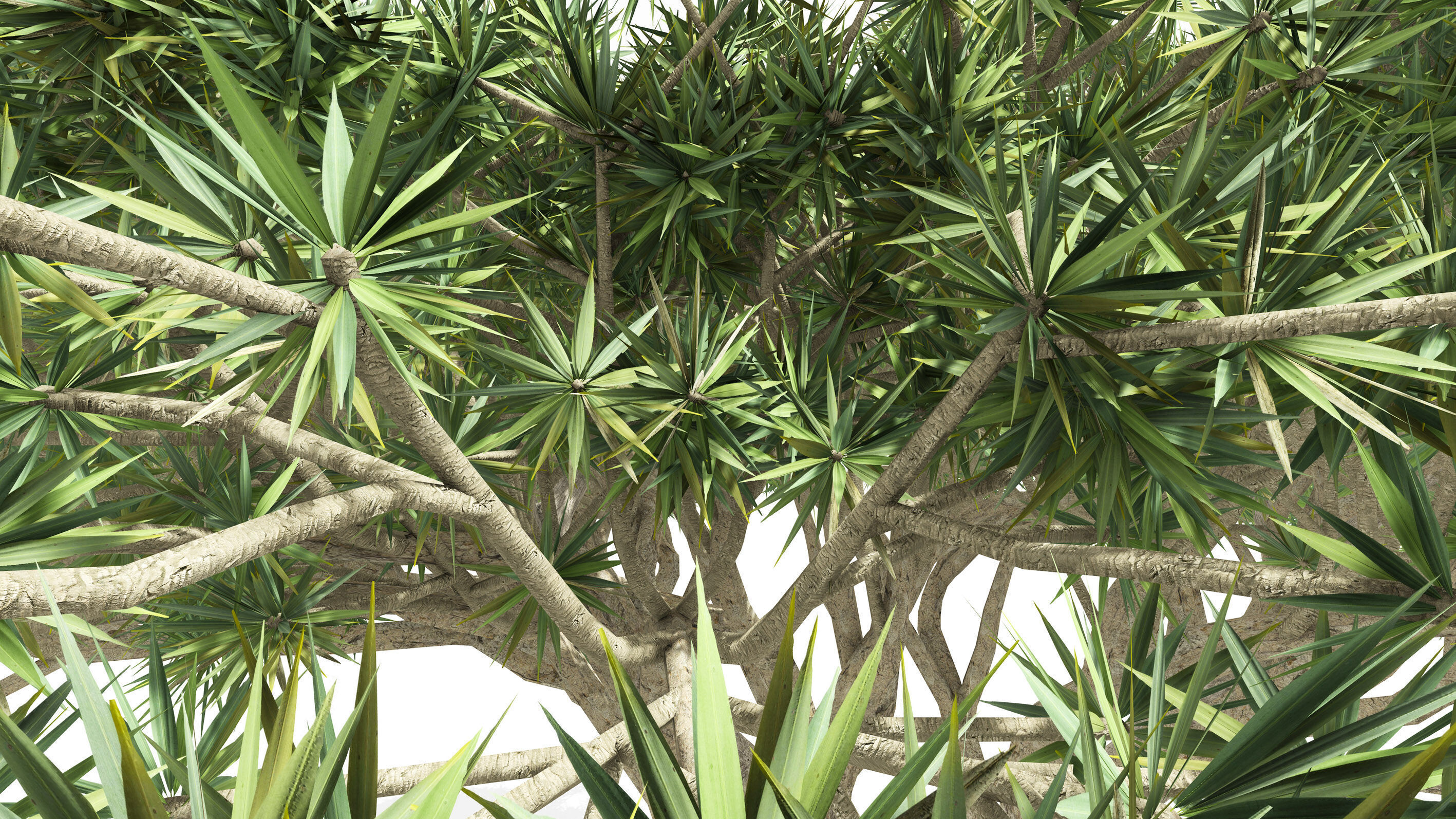 Dracaena Hero- 06 Low-poly 3D model_6