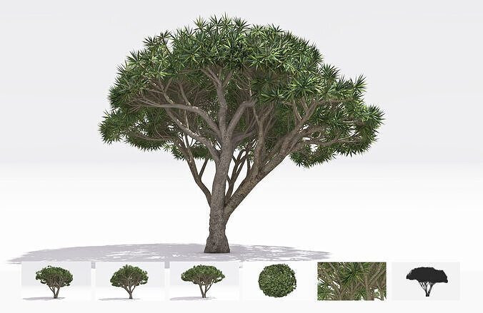 Dracaena Hero- 08 Low-poly 3D model