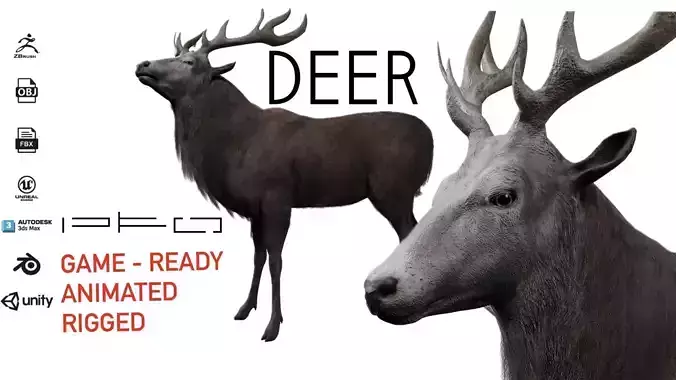 Deer Animal 