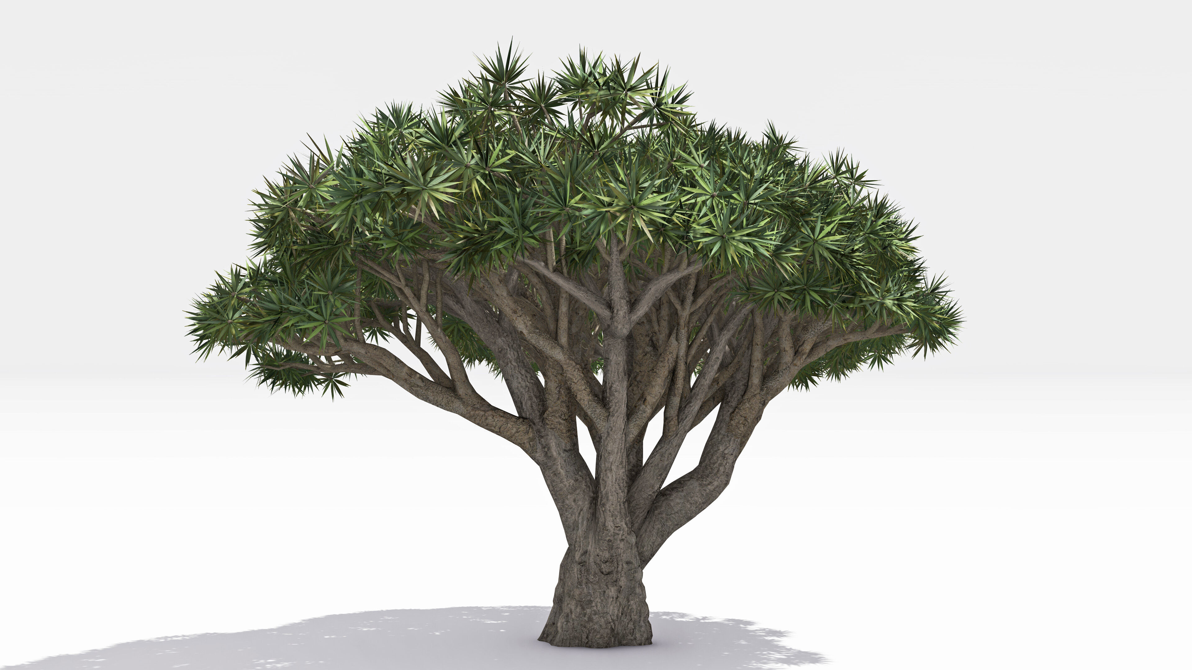 Dracaena Hero- 10 Low-poly 3D model_1