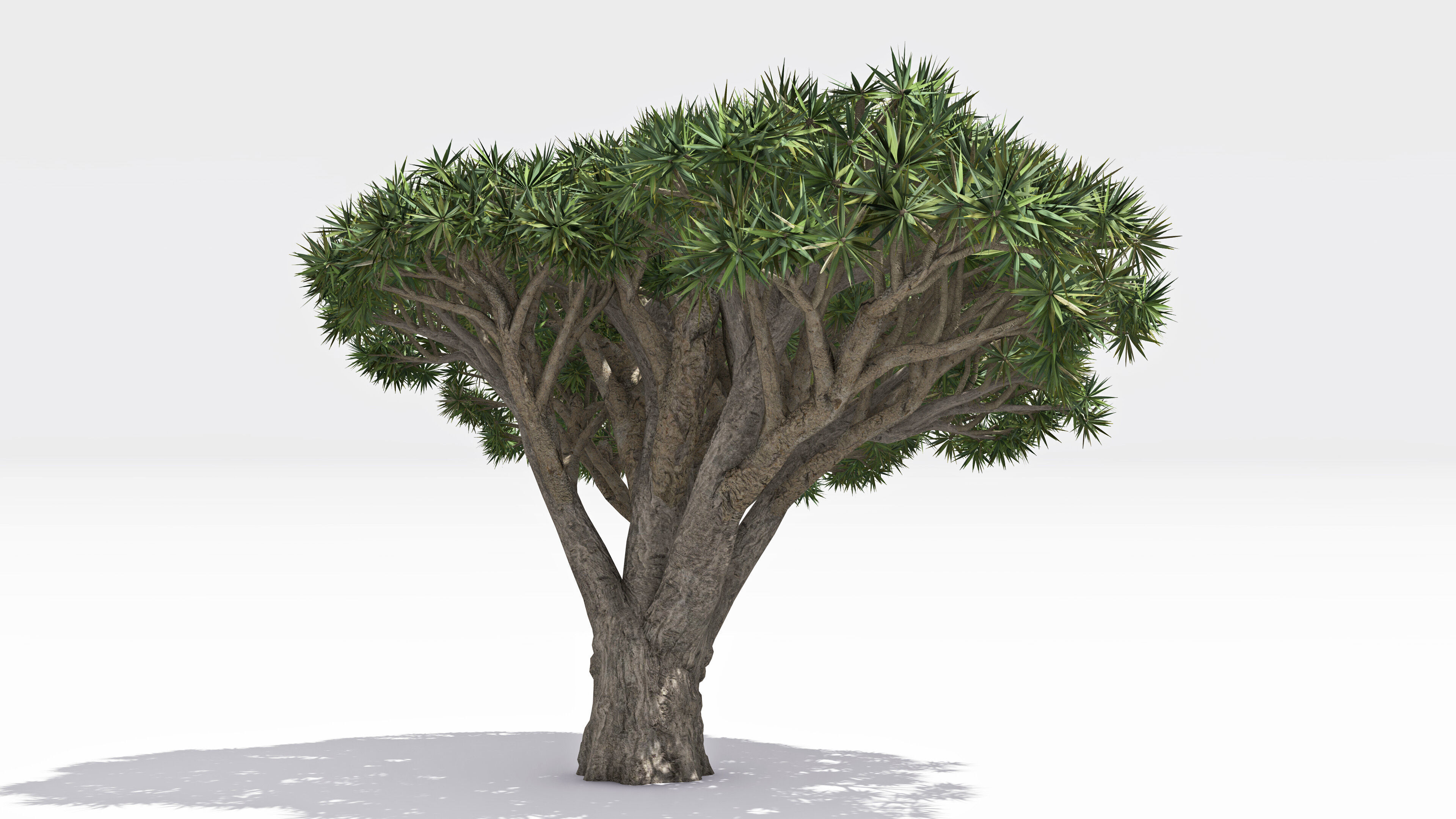 Dracaena Hero- 10 Low-poly 3D model_2