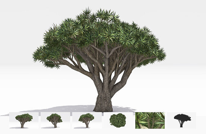 Dracaena Hero- 10 Low-poly 3D model