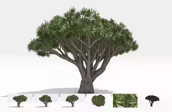 Dracaena Hero- 10 Low-poly 3D model