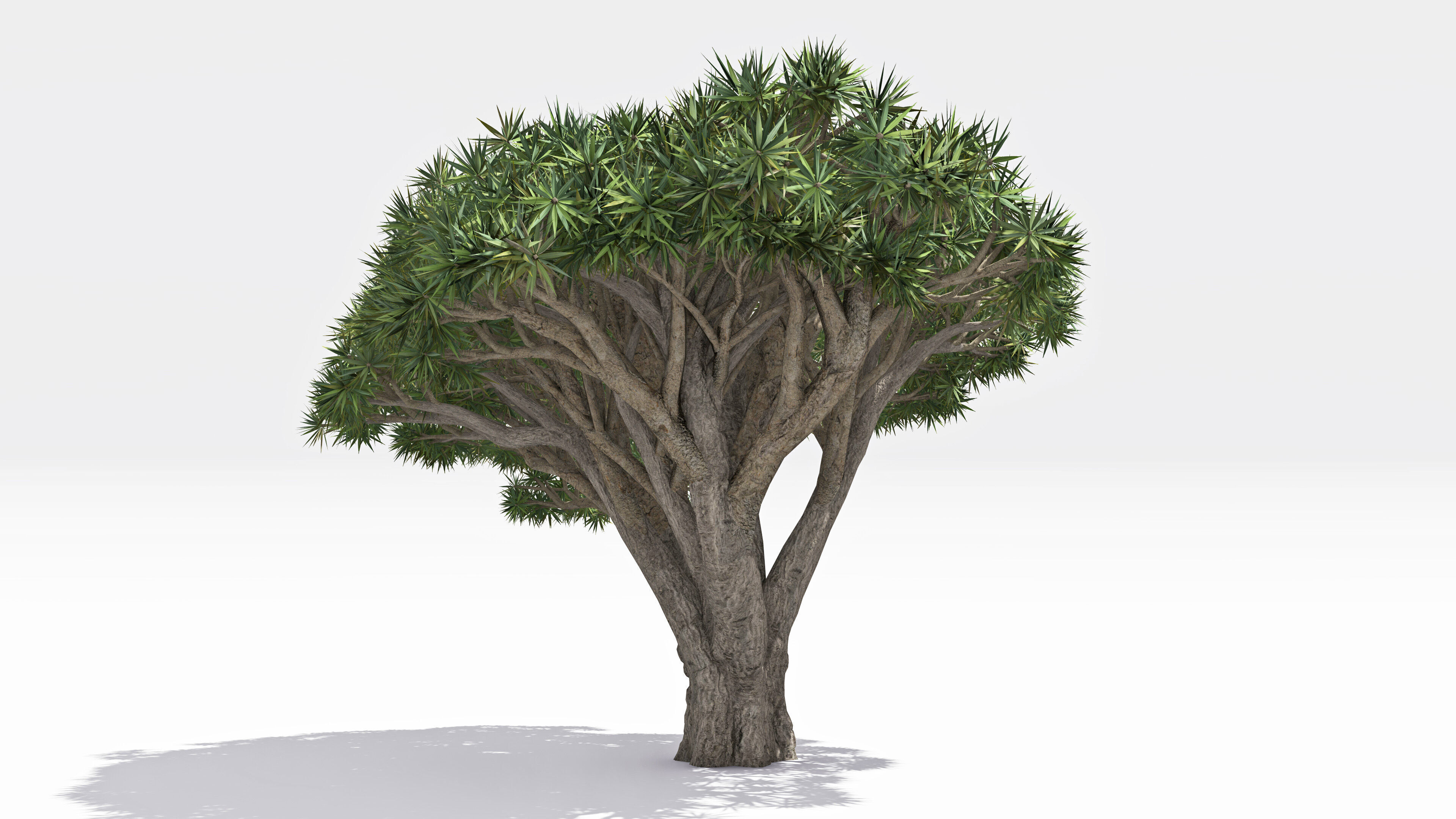 Dracaena Hero- 10 Low-poly 3D model_4