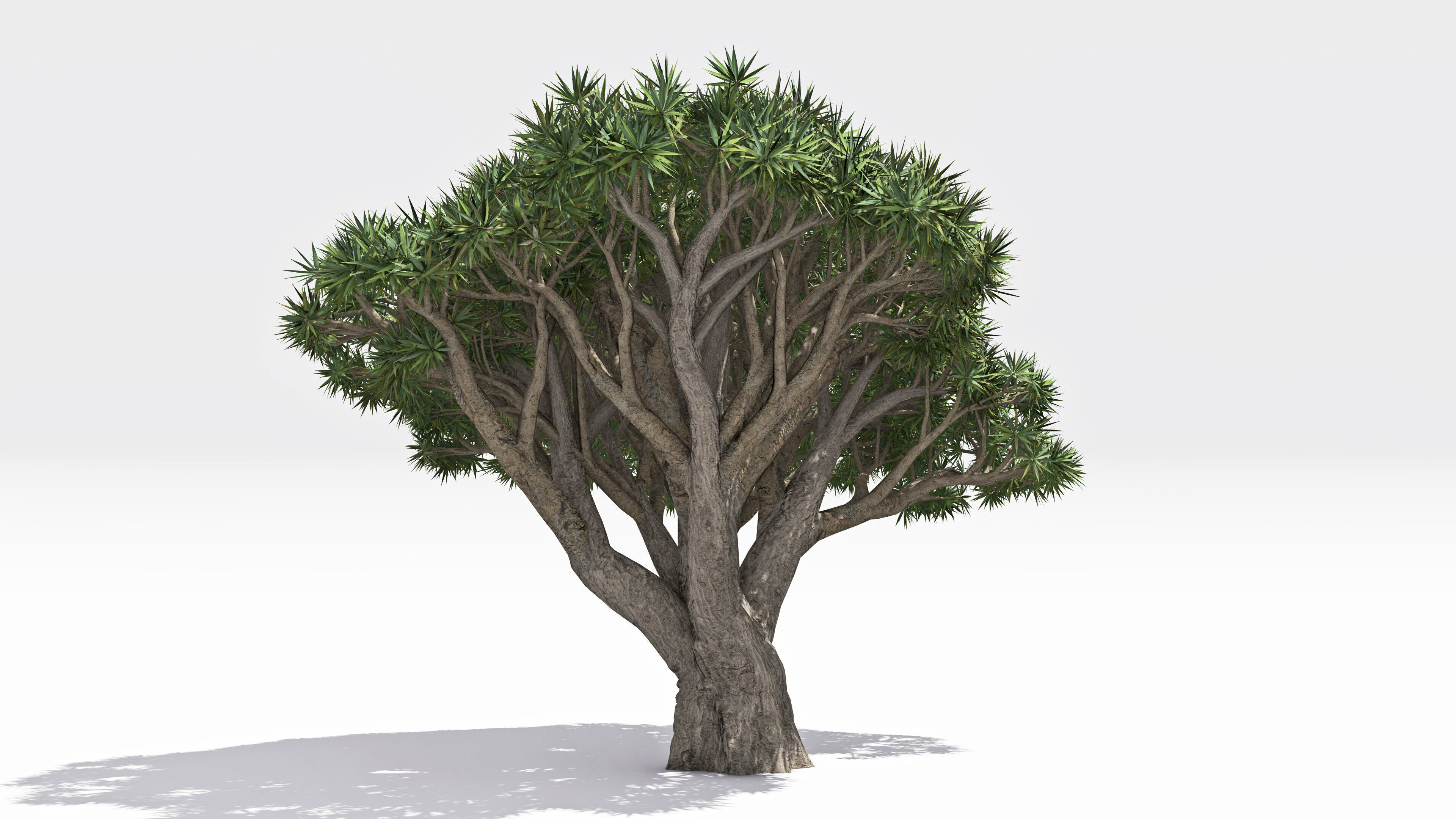 Dracaena Hero- 10 Low-poly 3D model_3