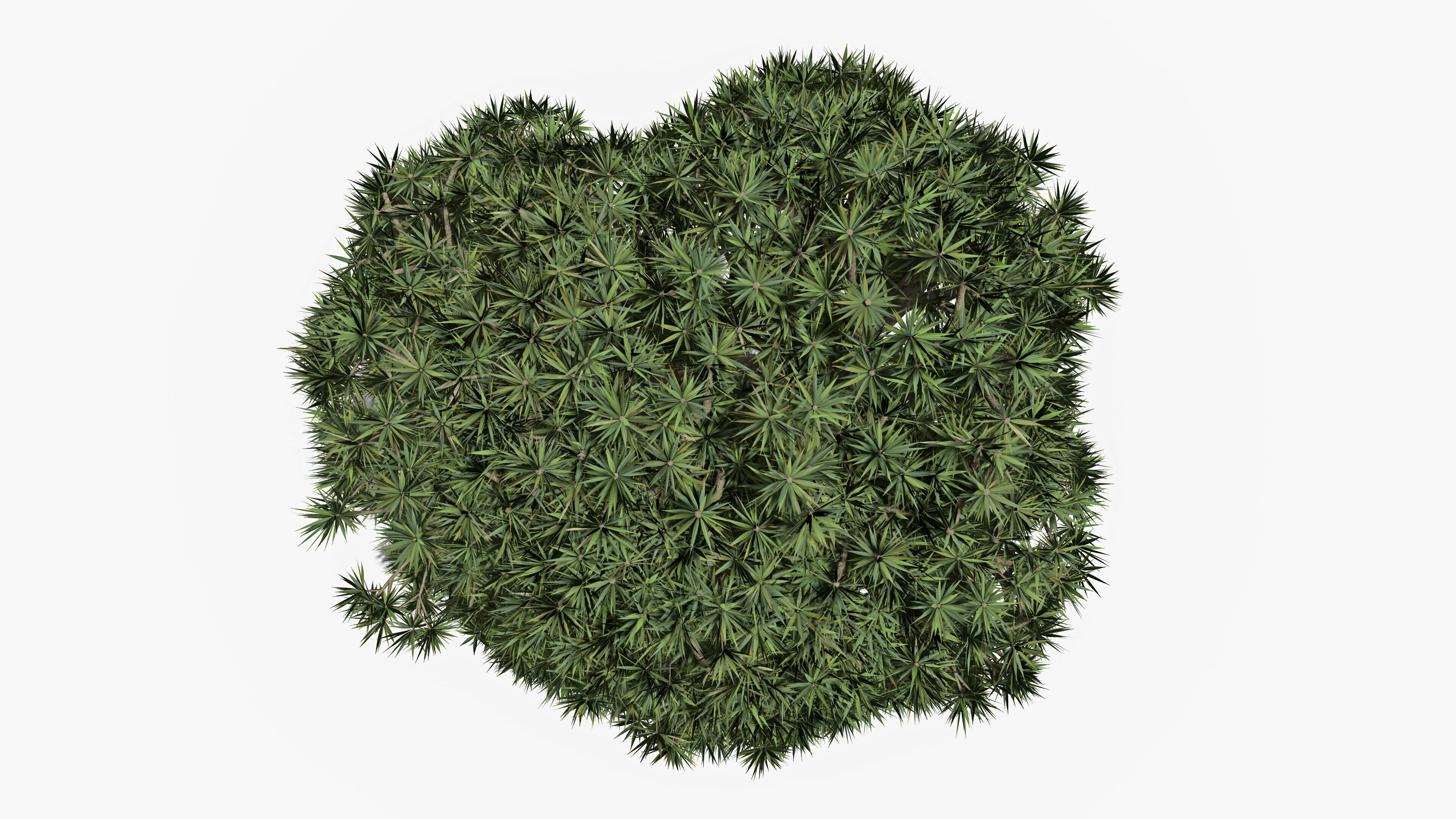 Dracaena Hero- 10 Low-poly 3D model_5