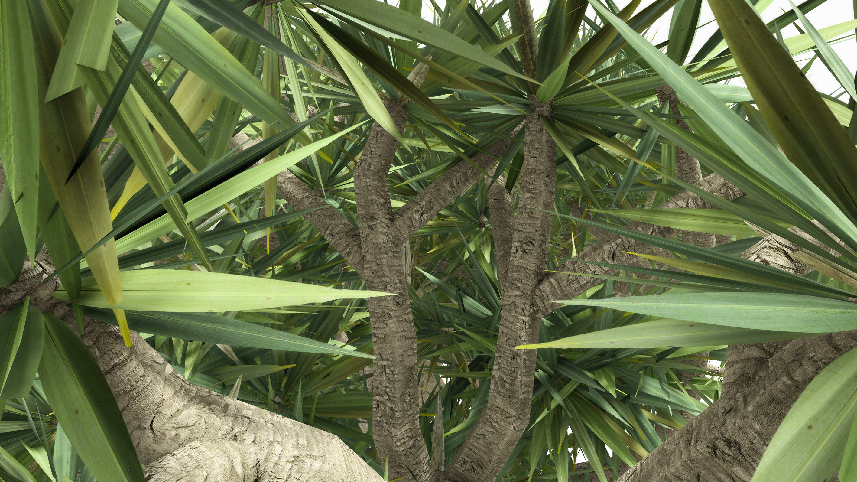 Dracaena Hero- 10 Low-poly 3D model_6