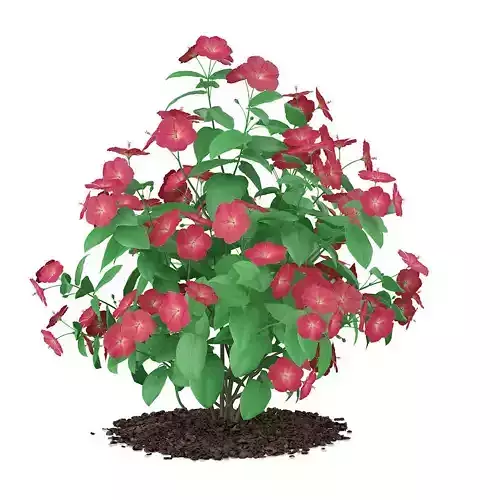 Hibiscus Flowers Hibiscus rosa-sinensis