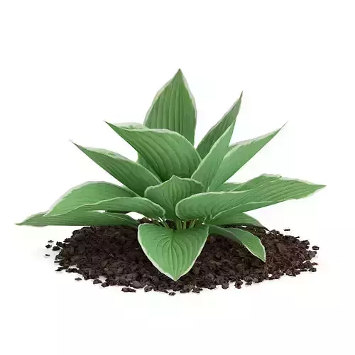 Hosta Plant Hosta kiyosumiensis 3D model