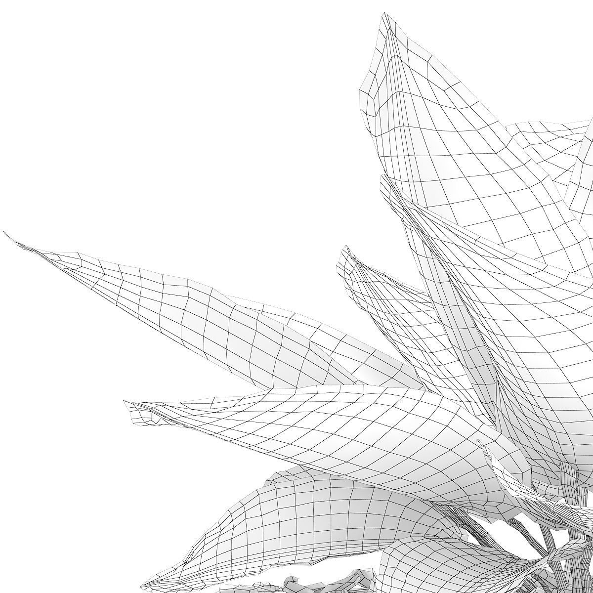 Hosta Plant Hosta kiyosumiensis 3D model_3