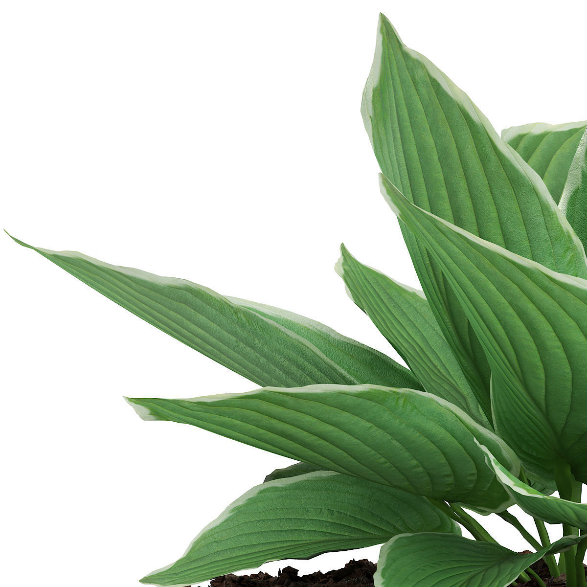 Hosta Plant Hosta kiyosumiensis 3D model_2