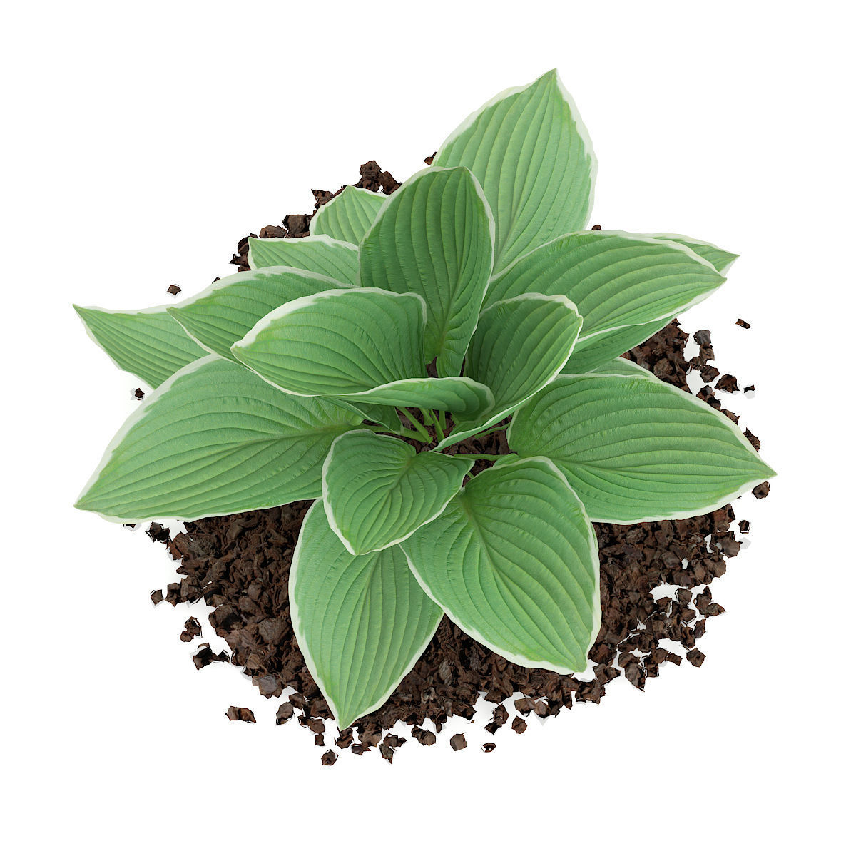 Hosta Plant Hosta kiyosumiensis 3D model_4