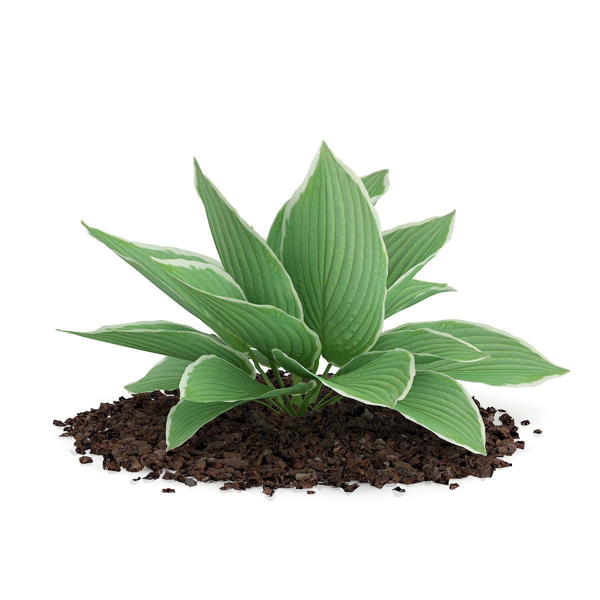 Hosta Plant Hosta kiyosumiensis 3D model_6