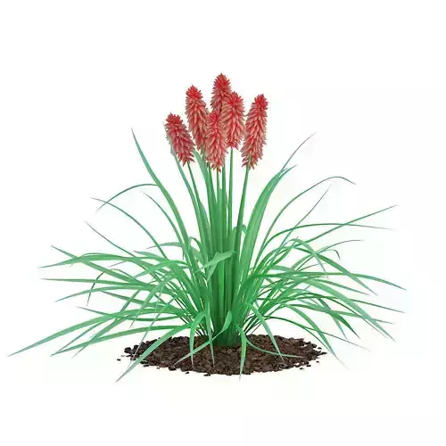 Kniphofia Plant Tritoma