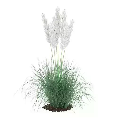 Ornamental Grass