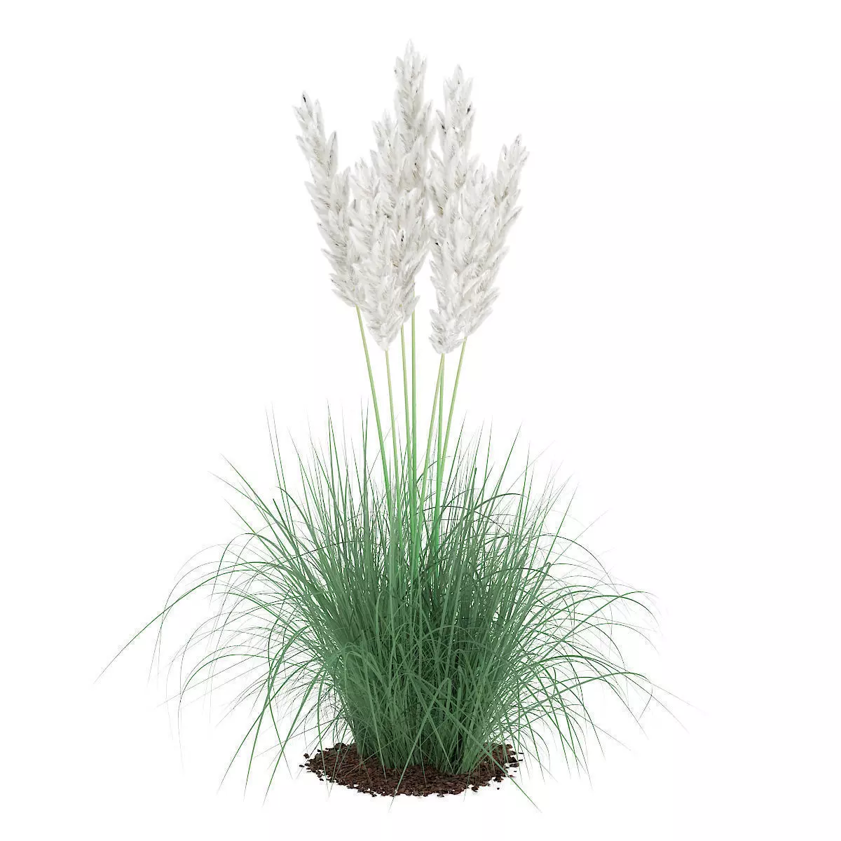 Ornamental Grass 3D model