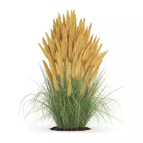 Ornamental Grass 2