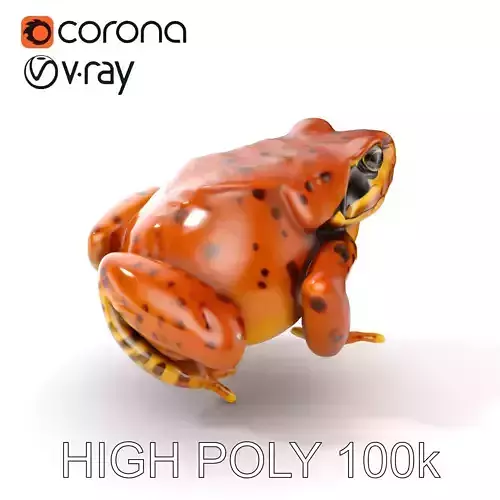 Realistic Frog Model Pack for D Production