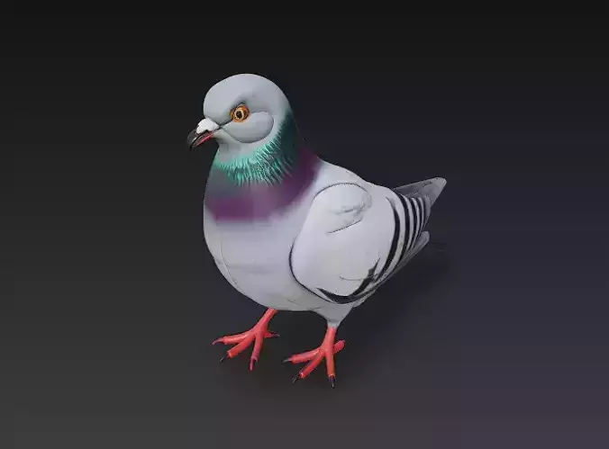 Pigeon Realistic 3D Model Basic - Low Poly Realistic