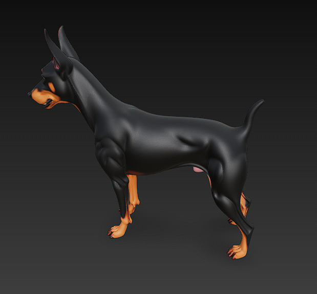 Dog Doberman Realistic 3D Model - Low Poly Realistic Low-poly 3D model_6