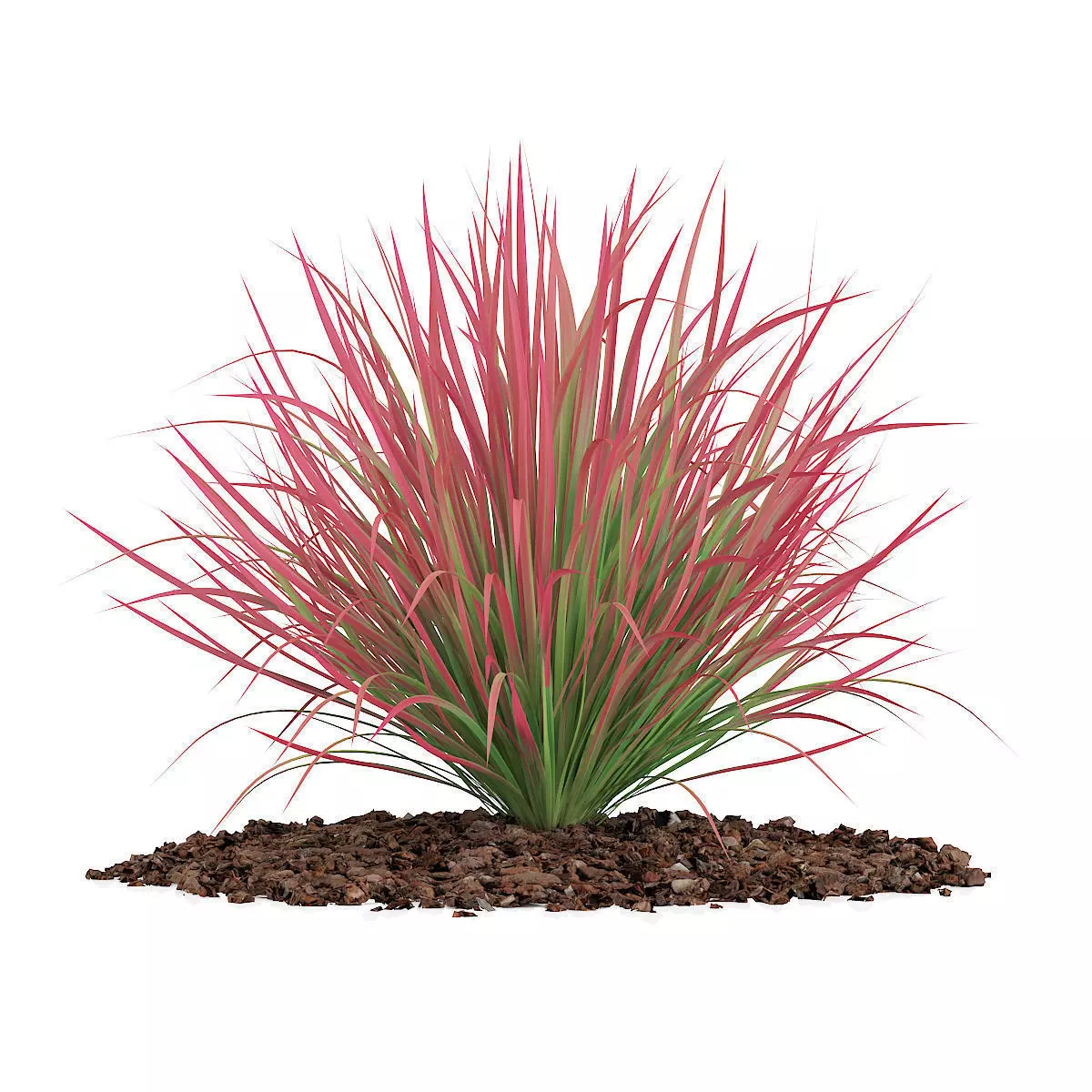 Ornamental Grass 4 3D model_0