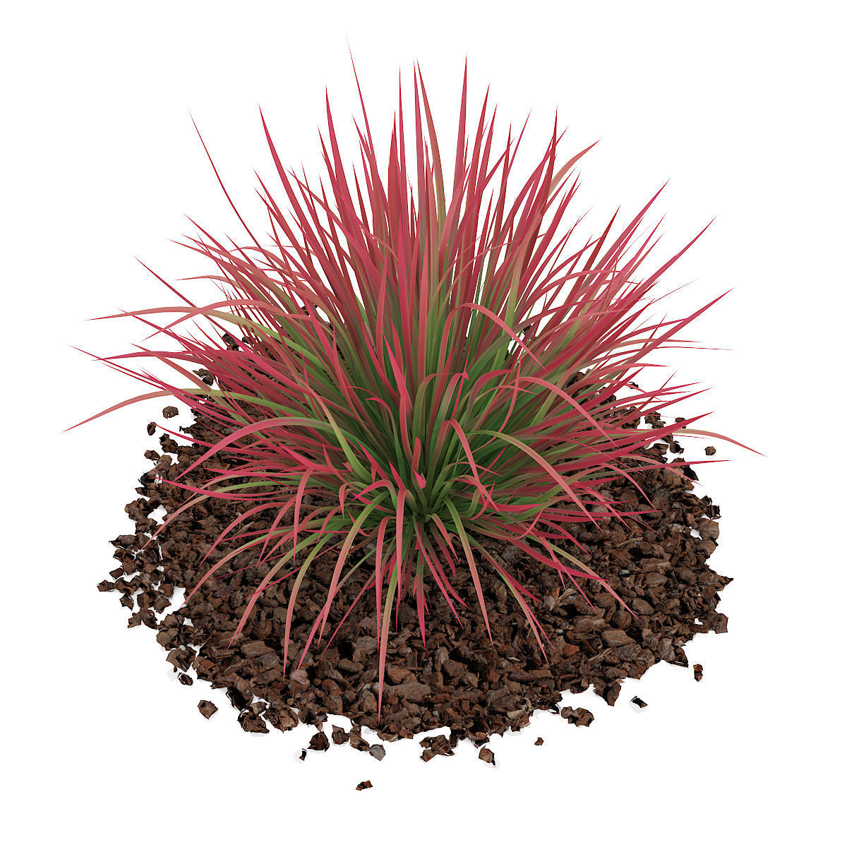 Ornamental Grass 4 3D model_4
