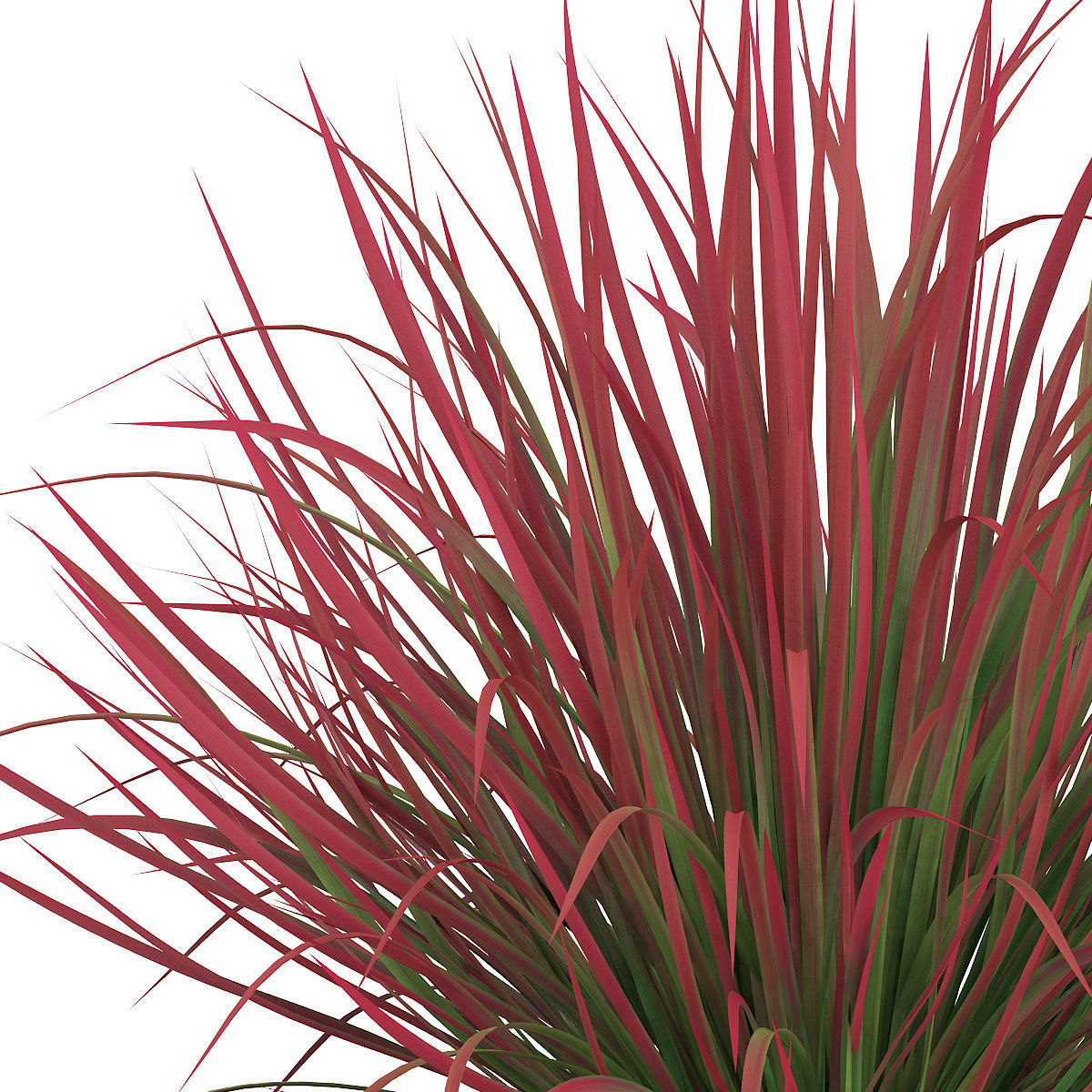 Ornamental Grass 4 3D model_6
