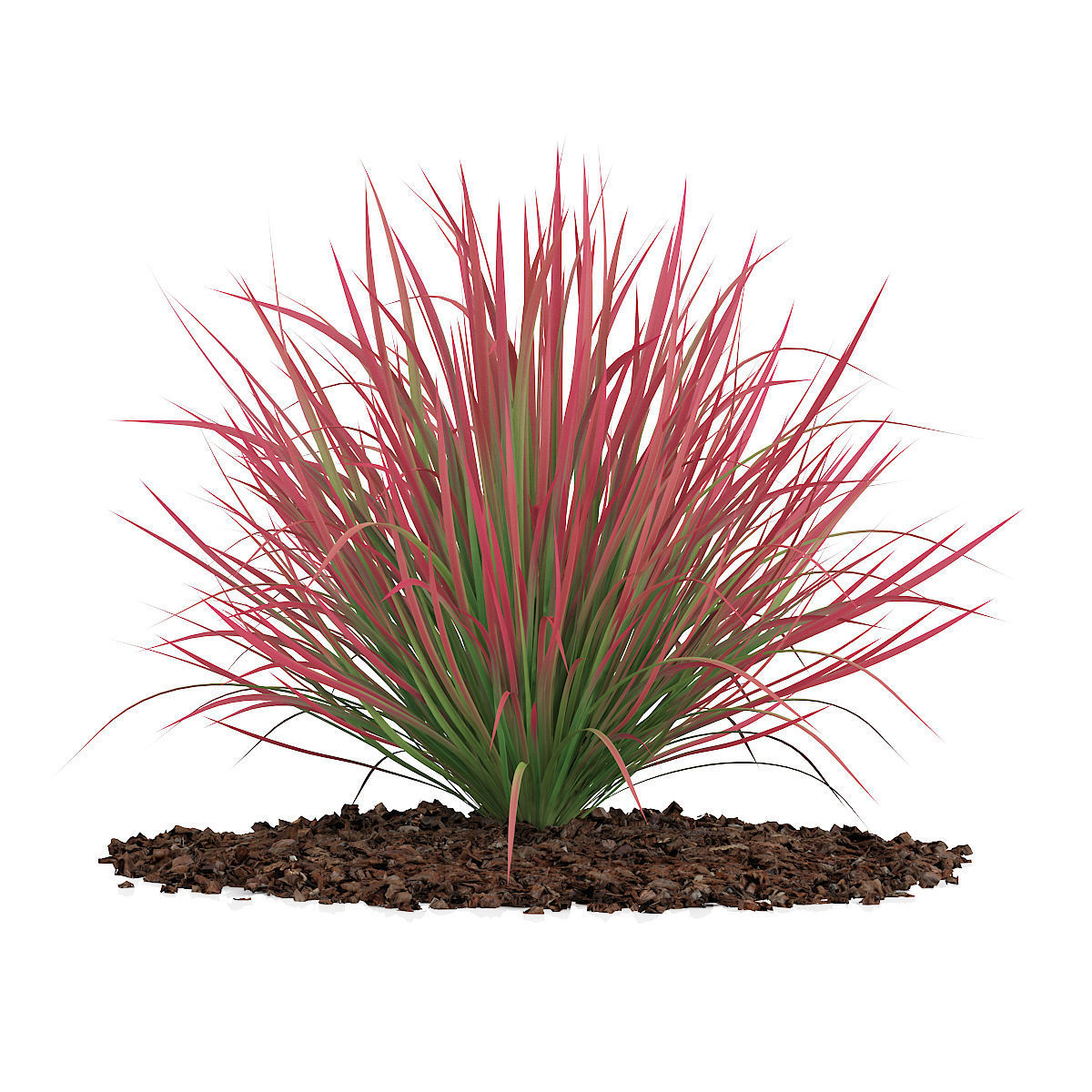 Ornamental Grass 4 3D model_2