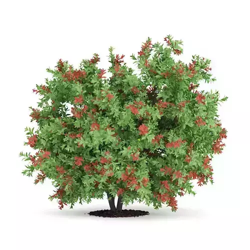 Pidgeon Berry Shrub Rivina humilis