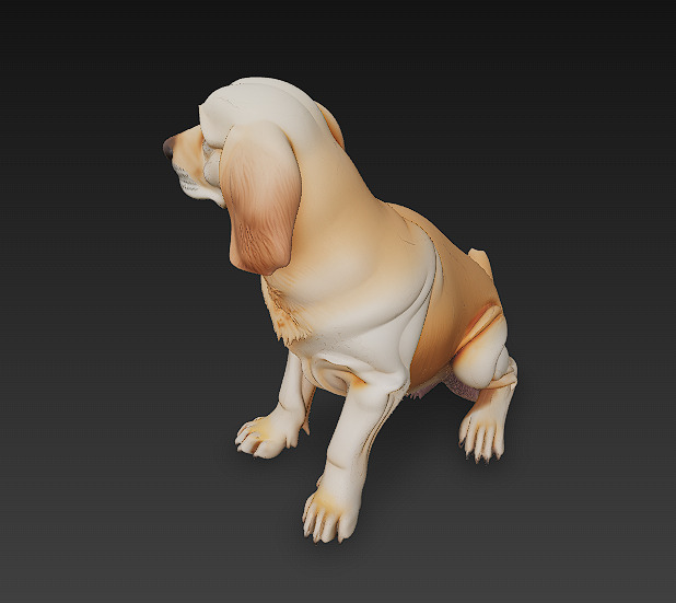 Golden Retriever Dog Realistic 3D Model - Low Poly Realistic Low-poly 3D model_4