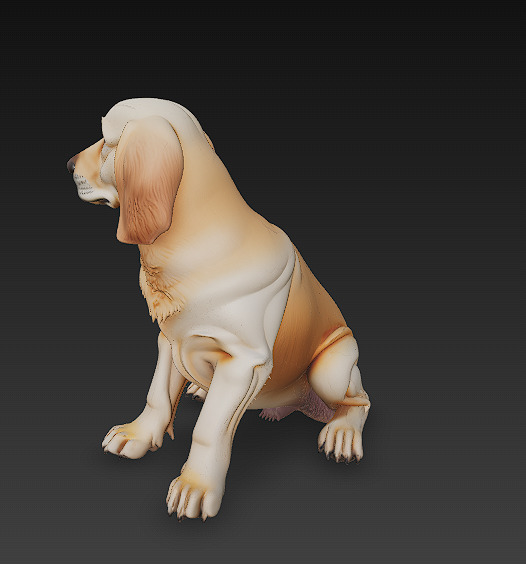 Golden Retriever Dog Realistic 3D Model - Low Poly Realistic Low-poly 3D model_8