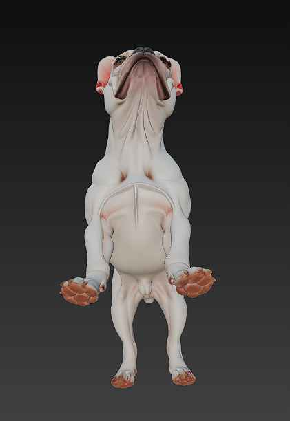 French Bulldog White Dog Realistic 3D Model - Low Poly Realistic Low-poly 3D model_7