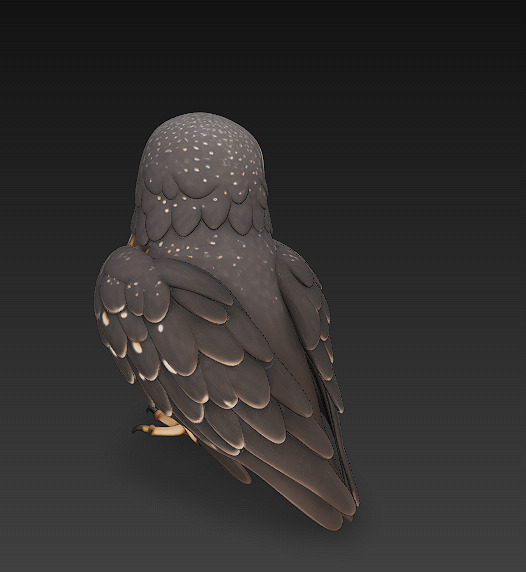 Owl Wild Realistic 3D Model - Low Poly Realistic Low-poly 3D model_6