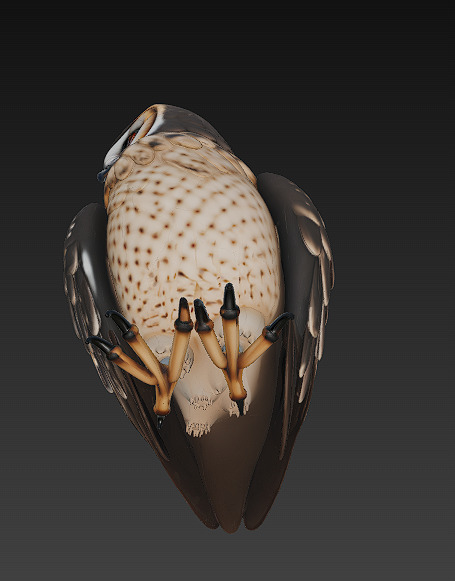 Owl Wild Realistic 3D Model - Low Poly Realistic Low-poly 3D model_8