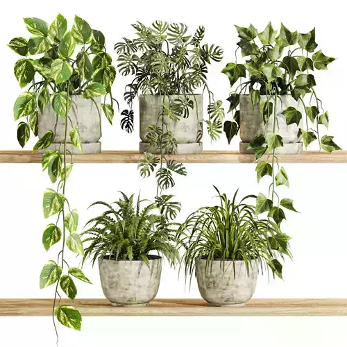 plants set on shelf