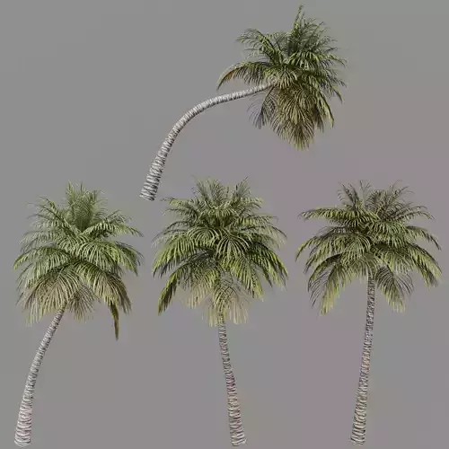Coconut Palm 3D model