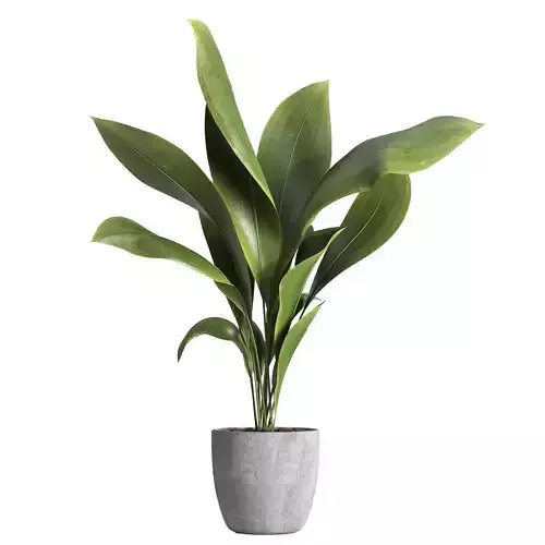 indoor plant 025 3D model