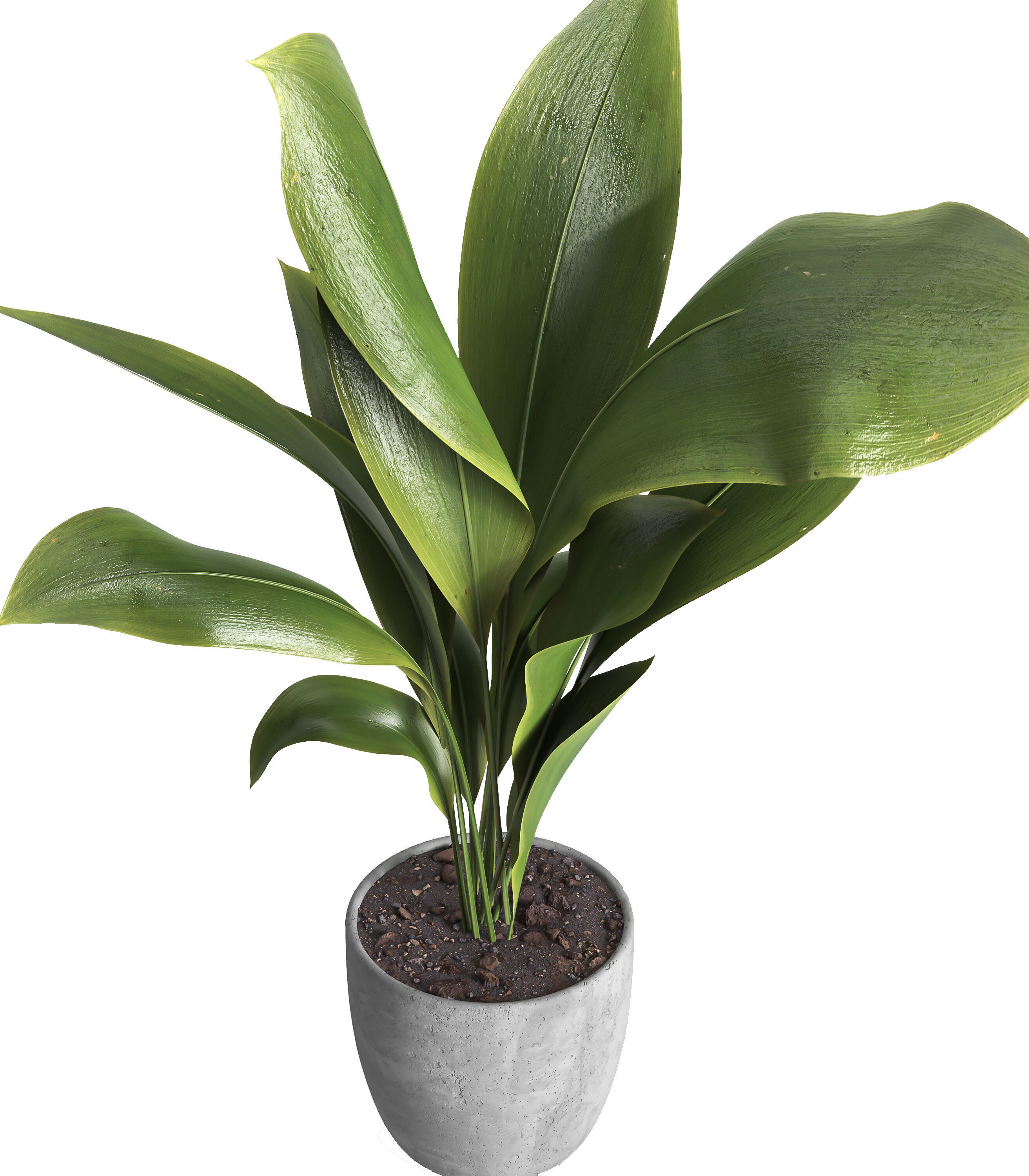 indoor plant 025 3D model_3