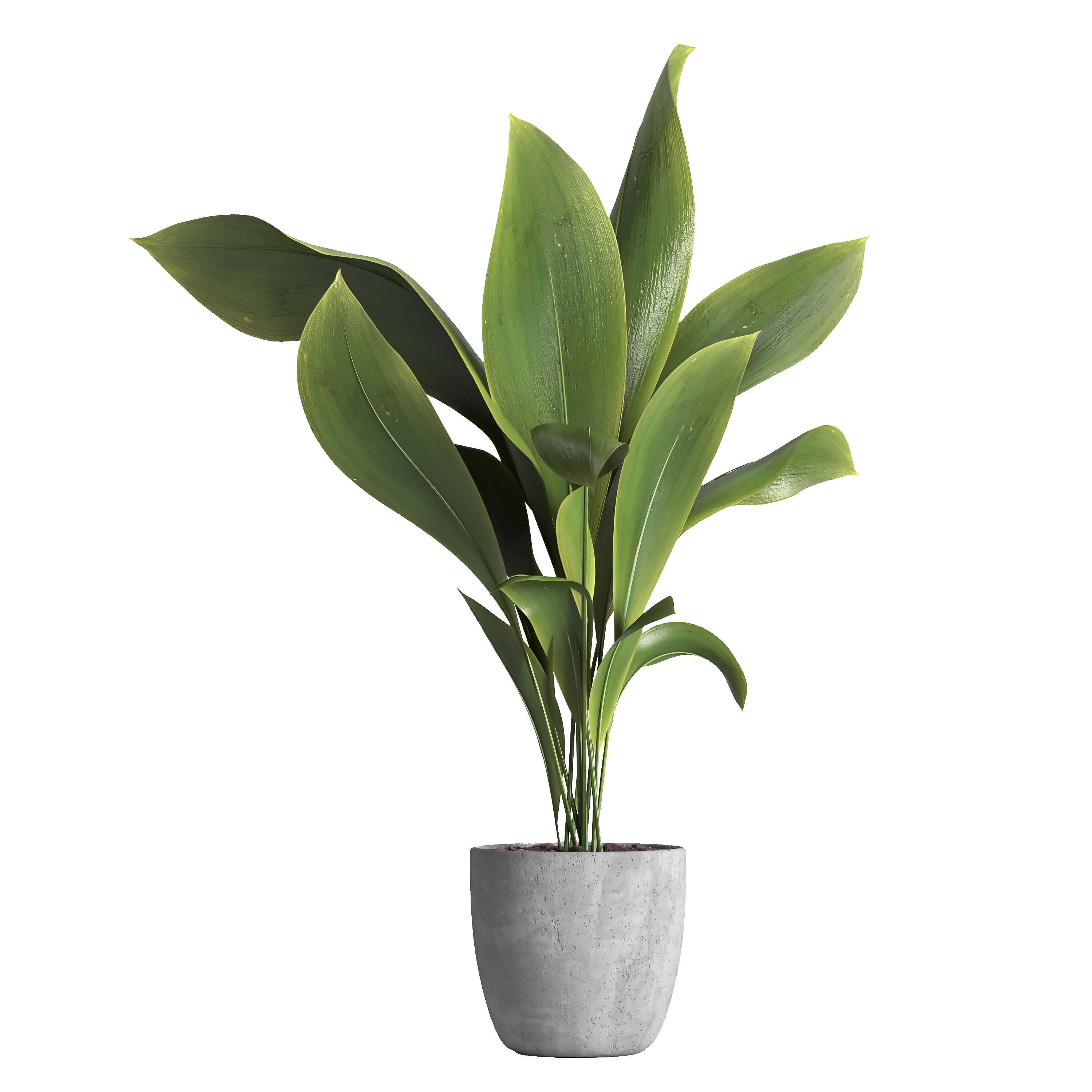 indoor plant 025 3D model_2