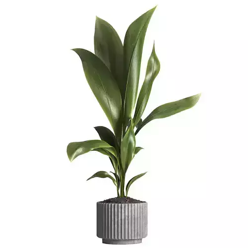 Indoor Plant 026