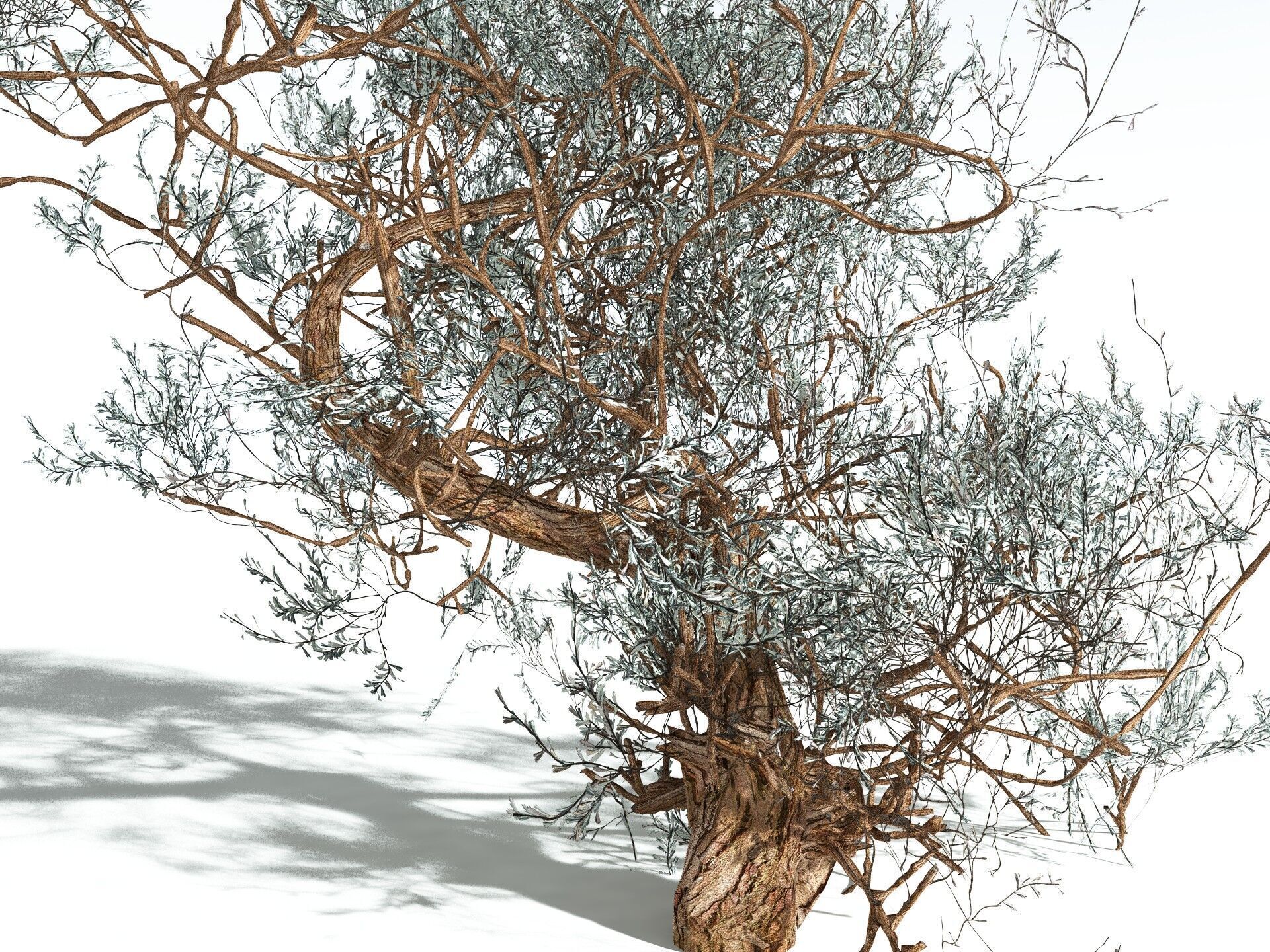 EVERYPlant Basin Sagebrush 3D model_19