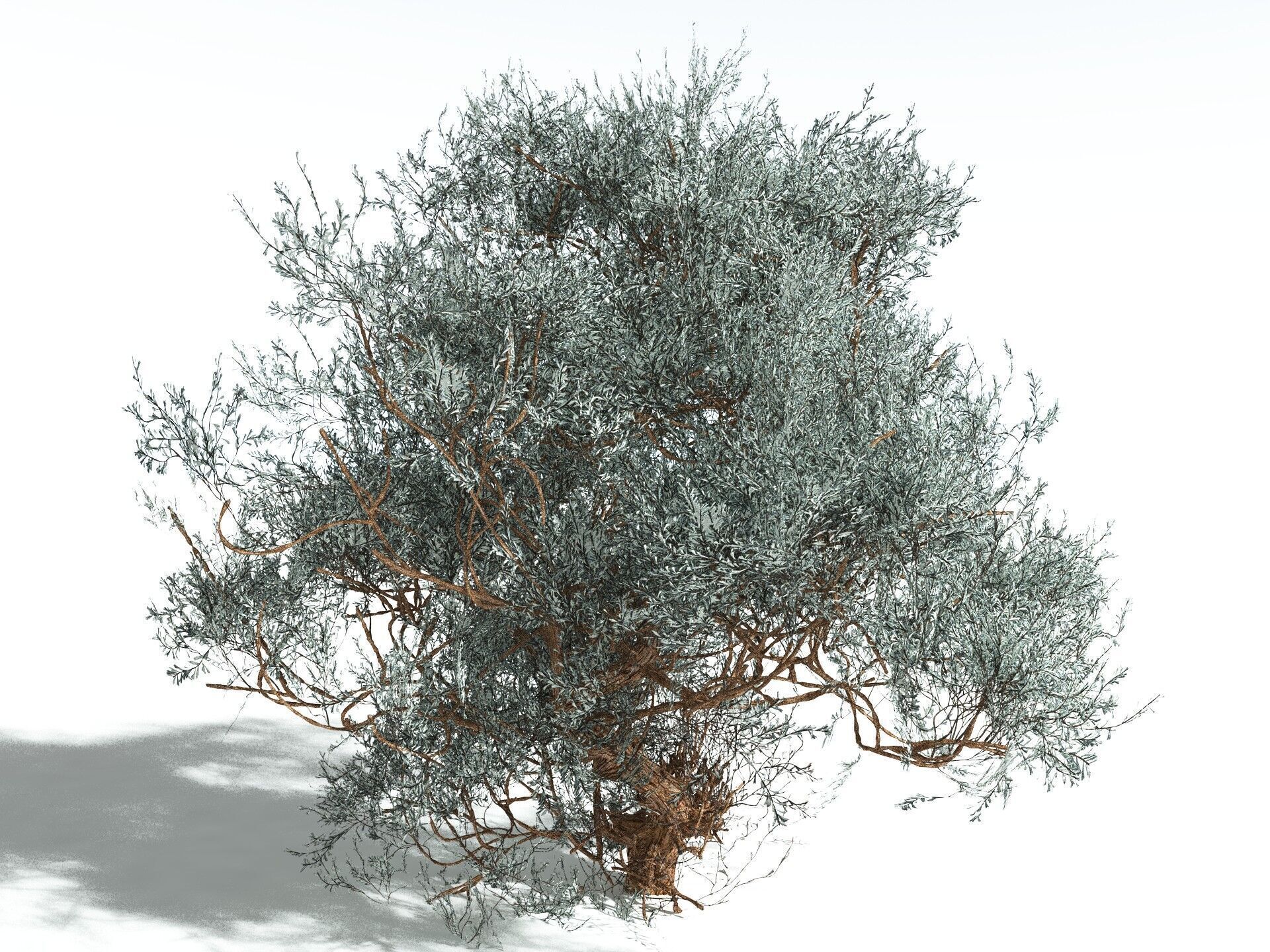 EVERYPlant Basin Sagebrush 3D model_6