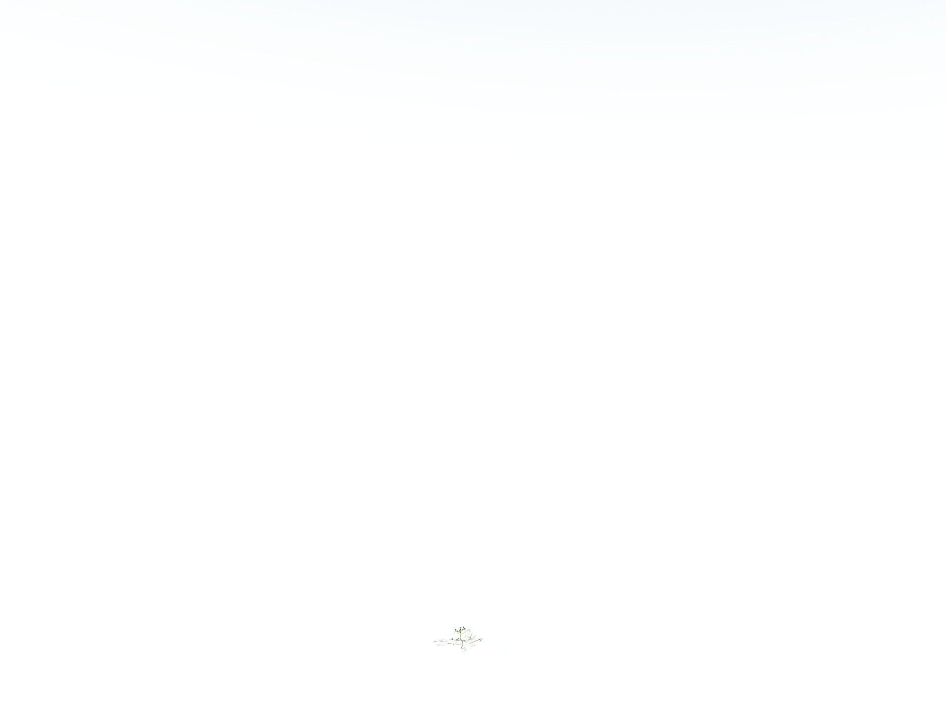 EVERYPlant Basin Sagebrush 3D model_34