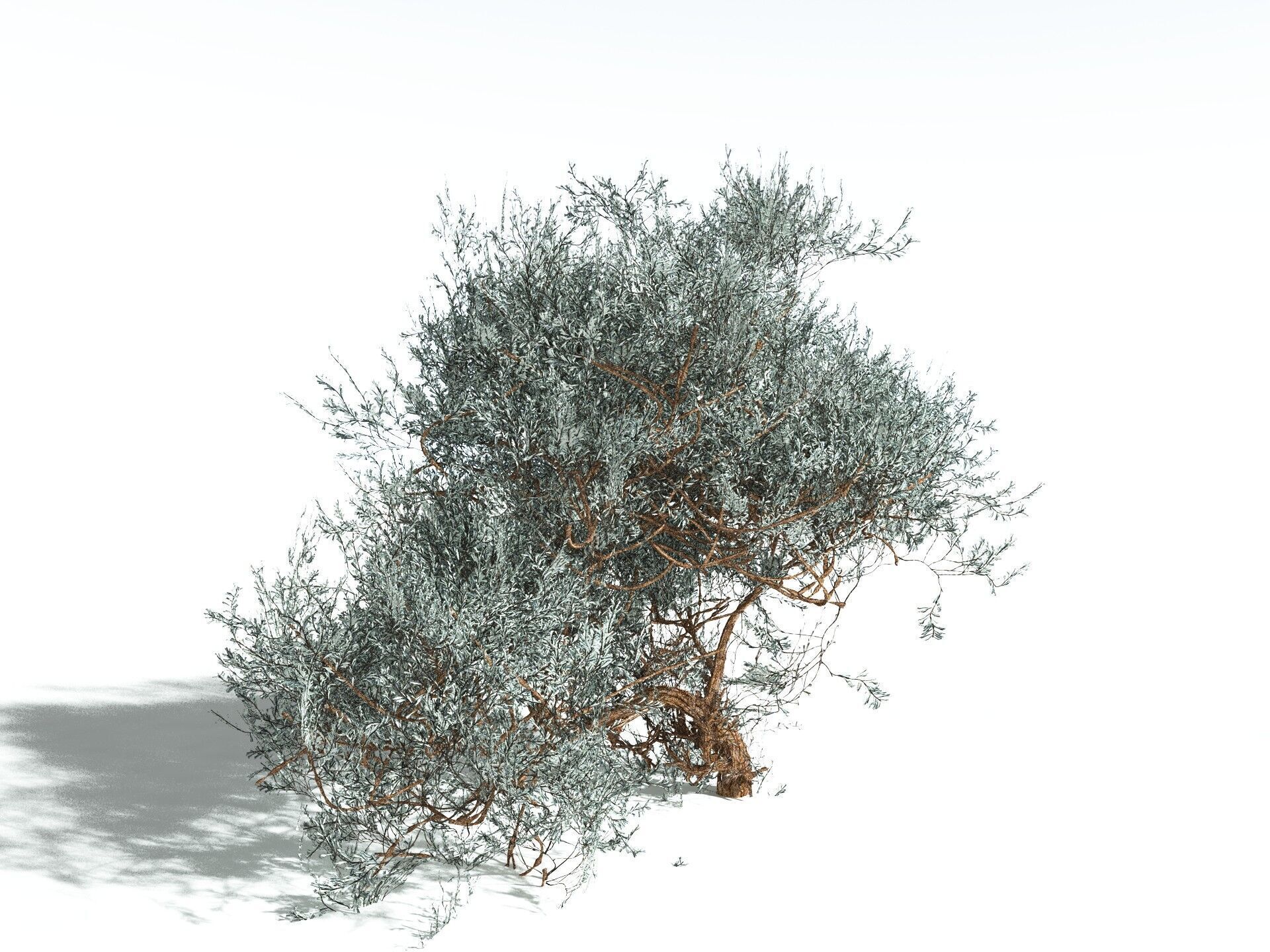 EVERYPlant Basin Sagebrush 3D model_2