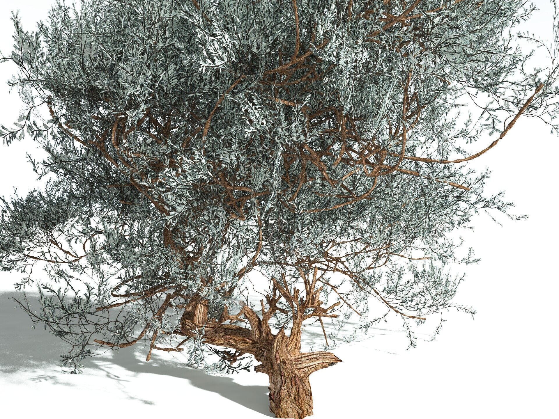 EVERYPlant Basin Sagebrush 3D model_5