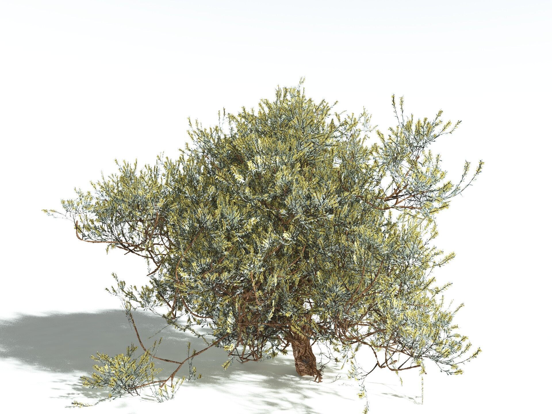 EVERYPlant Basin Sagebrush 3D model_10