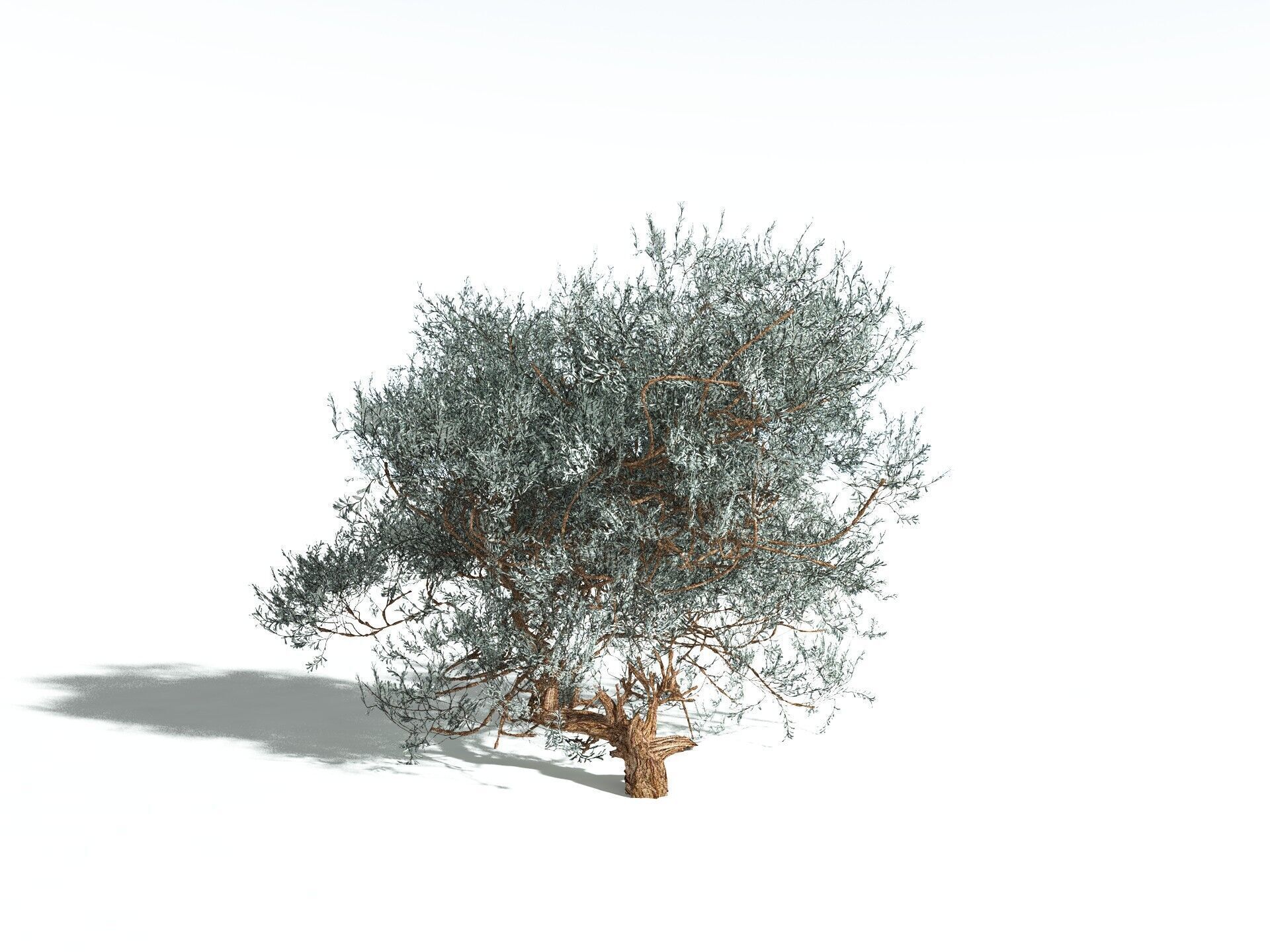 EVERYPlant Basin Sagebrush 3D model_4